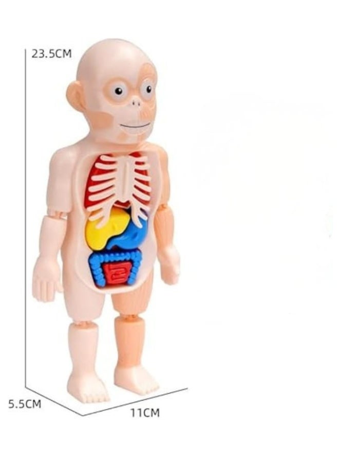 مودل لعبة مجسم جسم الإنسان التعليمية للأطفال لتعلم أجزاء الجسم والأعضاء الداخلية، نموذج تشريحي للأطفال والبنات، لعبة تعليمية لتنمية المعرفة والفضول العلمي -أجزاء جسم الإنسان -لعبة تعليم العلوم - Image 2